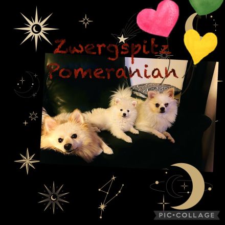 Pomeranian Zwergspitz Welpe!!!