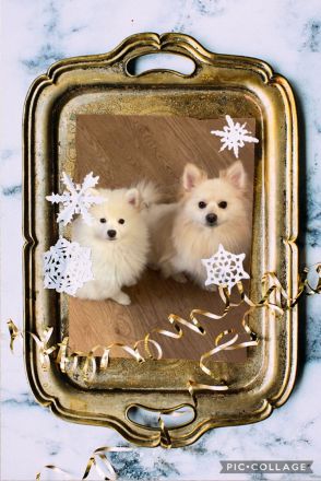 Pomeranian Zwergspitz Welpe!!!