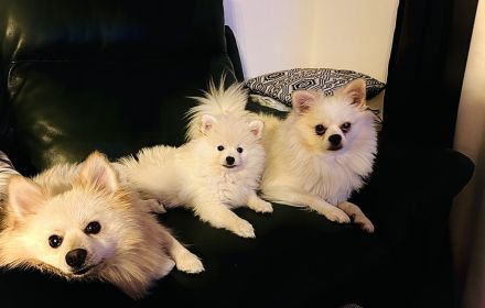 Pomeranian Zwergspitz Welpe!!!