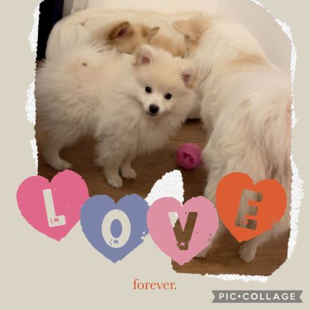 Pomeranian Zwergspitz Welpe!!!