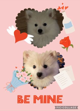 Pomeranian Zwergspitz Welpe!!!