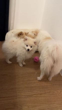 Pomeranian Zwergspitz Welpe!!!