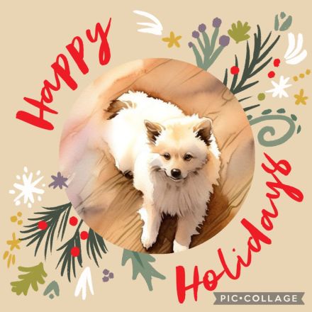 Pomeranian Zwergspitz Welpe!!!