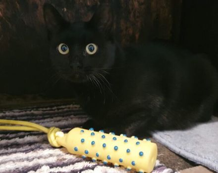 Einzelprinzessin Muria sucht ihre Familie