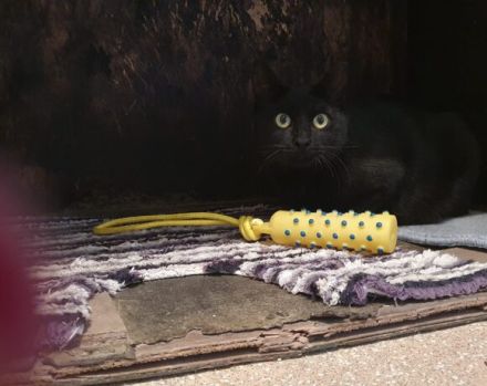 Einzelprinzessin Muria sucht ihre Familie