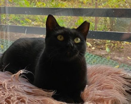 Einzelprinzessin Muria sucht ihre Familie