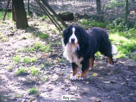 Berner Sennen Deckrüde