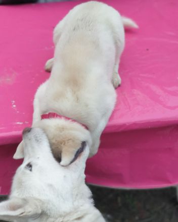 Zuckersüß reinrassige Siberian Husky Hündin