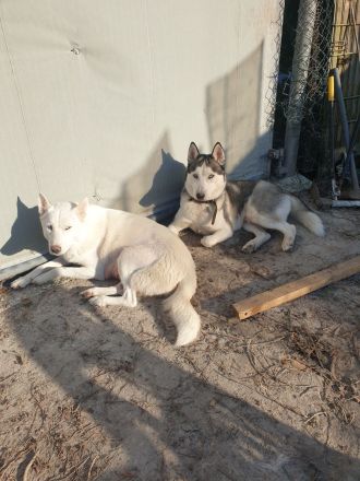 Zuckersüß reinrassige Siberian Husky Hündin