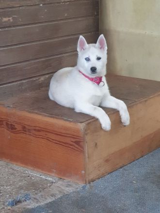 Zuckersüß reinrassige Siberian Husky Hündin