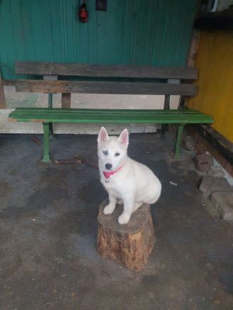 Zuckersüß reinrassige Siberian Husky Hündin