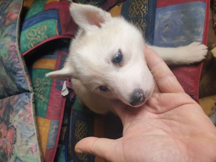 Zuckersüß reinrassige Siberian Husky Hündin