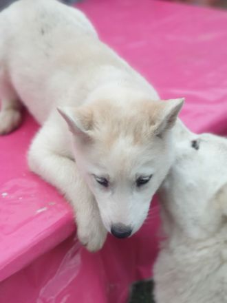 Zuckersüß reinrassige Siberian Husky Hündin