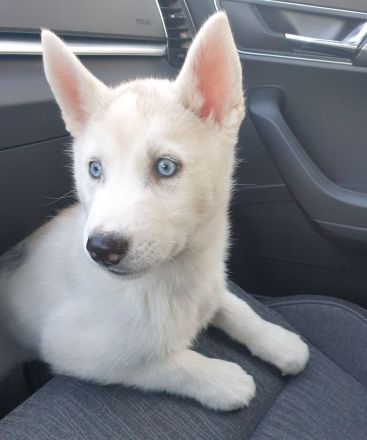 Zuckersüß reinrassige Siberian Husky Hündin