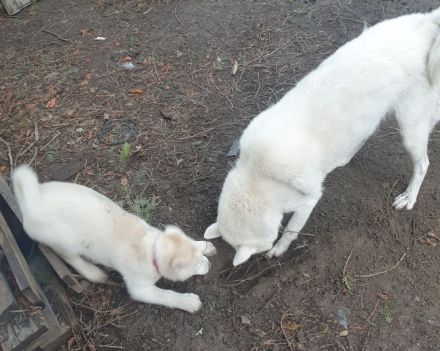 Zuckersüß reinrassige Siberian Husky Hündin