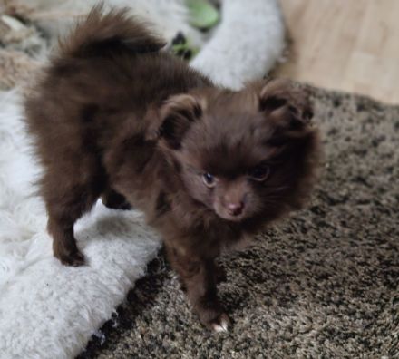 Zwei süße Pomchi Mädchen