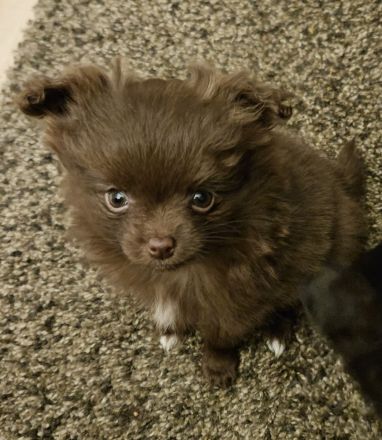 Zwei süße Pomchi Mädchen