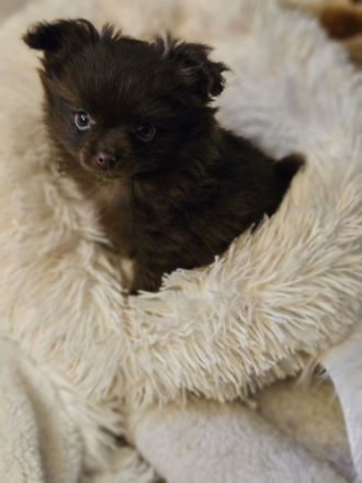 Zwei süße Pomchi Mädchen