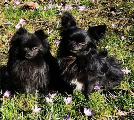 Zwei süße Pomchi Mädchen