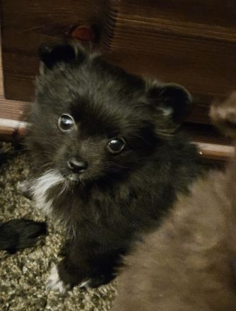 Zwei süße Pomchi Mädchen