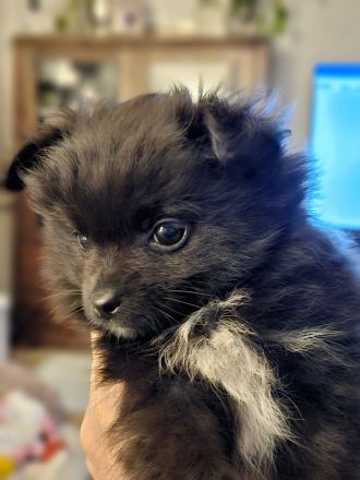 Zwei süße Pomchi Mädchen