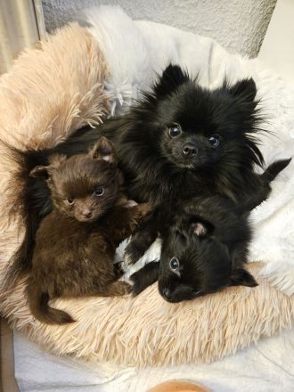 Zwei süße Pomchi Mädchen