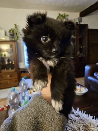 Zwei süße Pomchi Mädchen