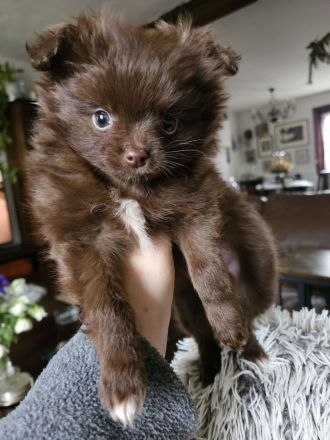 Zwei süße Pomchi Mädchen