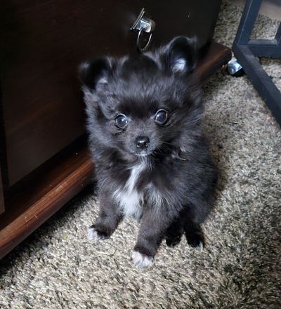 Zwei süße Pomchi Mädchen