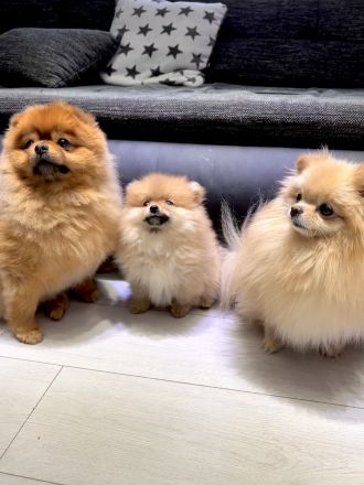 Pomeranian Reinrassig