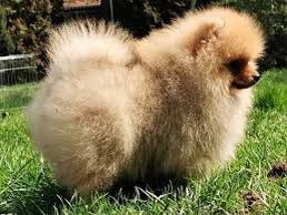 Pomeranian Reinrassig