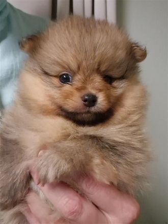 Pomeranian Reinrassig