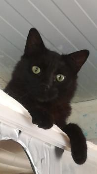 Morty