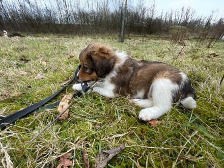 Kooikerhondje-Welpen mit Stammbaum verfügbar (also wirklich reinrassig) in Boxmeer (bei Grenze Goch)