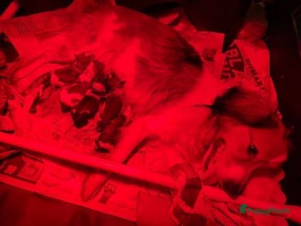 Kooikerhondje-Welpen mit Stammbaum verfügbar (also wirklich reinrassig) in Boxmeer (bei Grenze Goch)