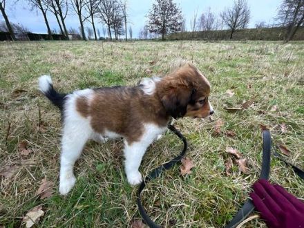 Kooikerhondje-Welpen mit Stammbaum verfügbar (also wirklich reinrassig) in Boxmeer (bei Grenze Goch)