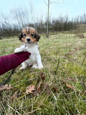 Kooikerhondje-Welpen mit Stammbaum verfügbar (also wirklich reinrassig) in Boxmeer (bei Grenze Goch)