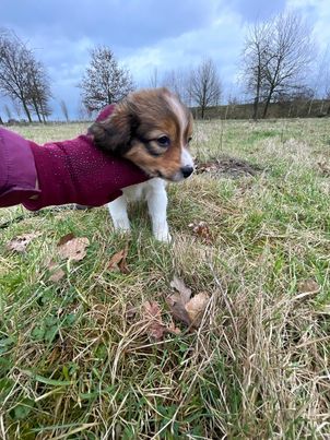 Kooikerhondje-Welpen mit Stammbaum verfügbar (also wirklich reinrassig) in Boxmeer (bei Grenze Goch)