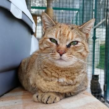 Monalisa, Einzelprinzessin