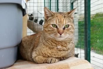 Monalisa, Einzelprinzessin