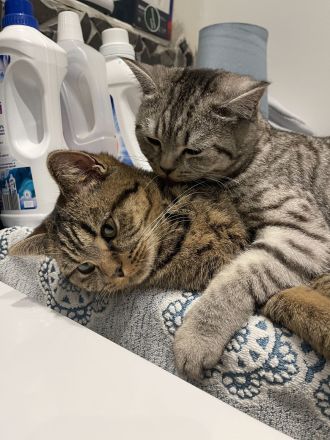 Unsere zwei süße Katzen Mädchen suchen ein liebevolles Zuhause