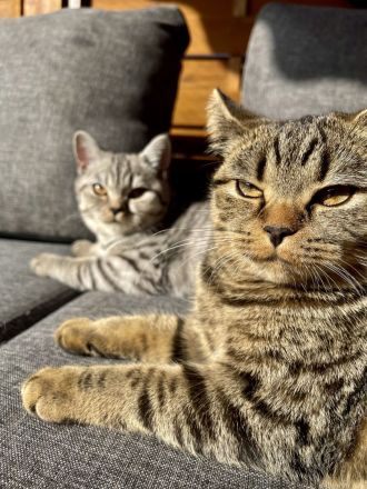 Unsere zwei süße Katzen Mädchen suchen ein liebevolles Zuhause