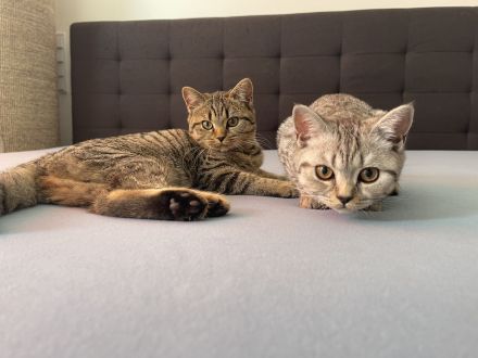 Unsere zwei süße Katzen Mädchen suchen ein liebevolles Zuhause