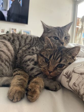 Unsere zwei süße Katzen Mädchen suchen ein liebevolles Zuhause