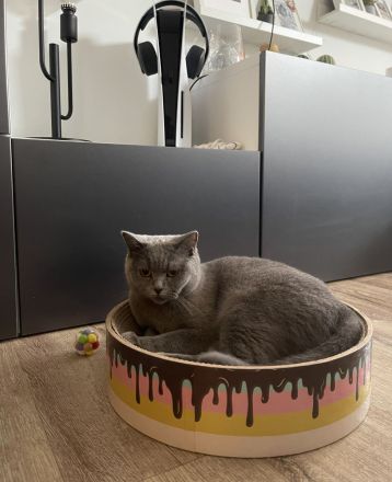 Unsere zwei süße Katzen Mädchen suchen ein liebevolles Zuhause