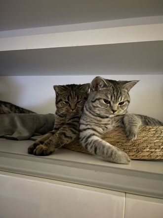 Unsere zwei süße Katzen Mädchen suchen ein liebevolles Zuhause