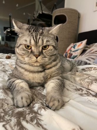 Unsere zwei süße Katzen Mädchen suchen ein liebevolles Zuhause