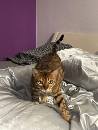 Bengal Pärchen abzugeben