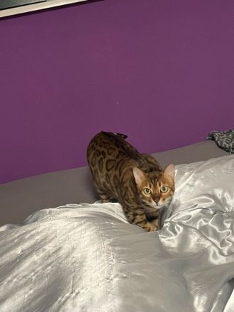 Bengal Pärchen abzugeben