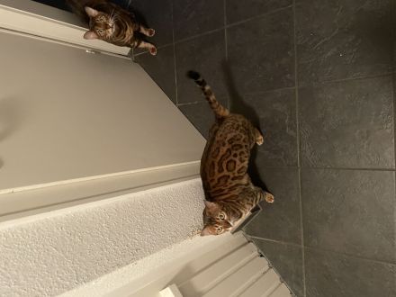 Bengal Pärchen abzugeben